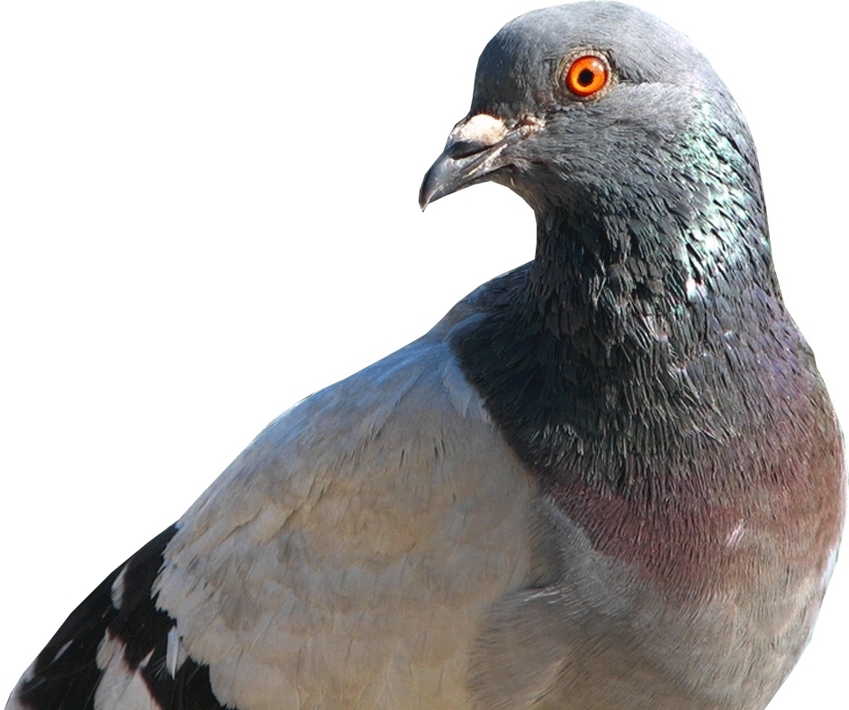 Source = http://www.pigeonracingpigeon.com