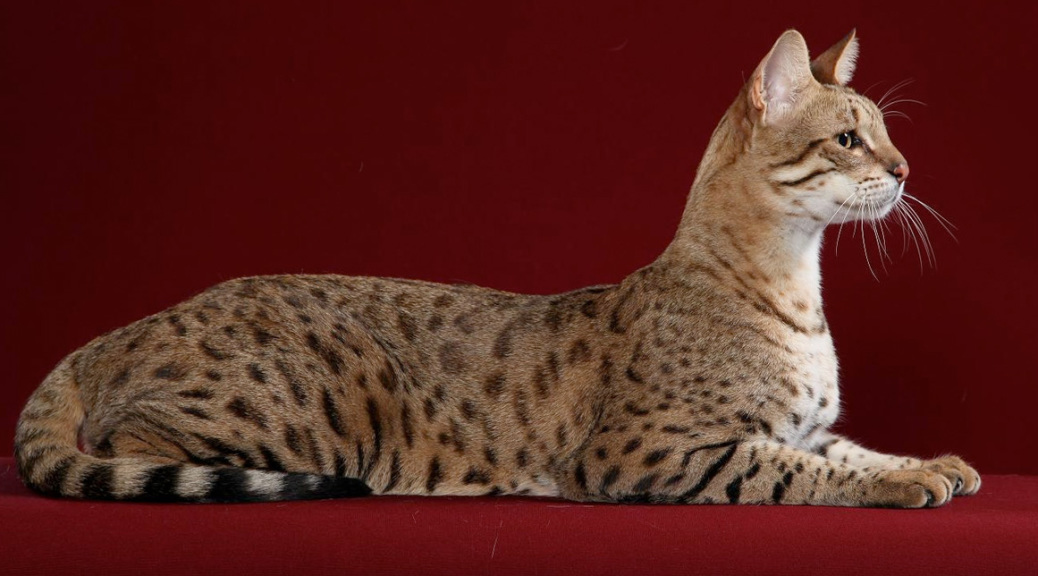 Source = http://exotichousecat.com